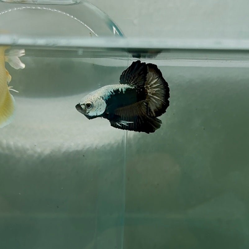 Plakat Black Samurai Male Betta N54