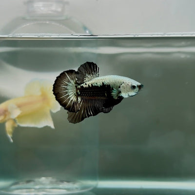 Plakat Black Samurai Male Betta N55