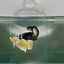 Plakat Black Samurai Male Betta N55