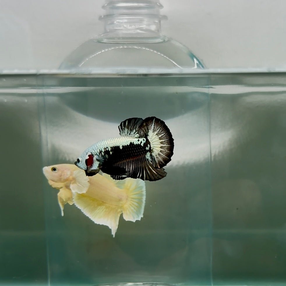 Plakat Black Samurai Male Betta N55