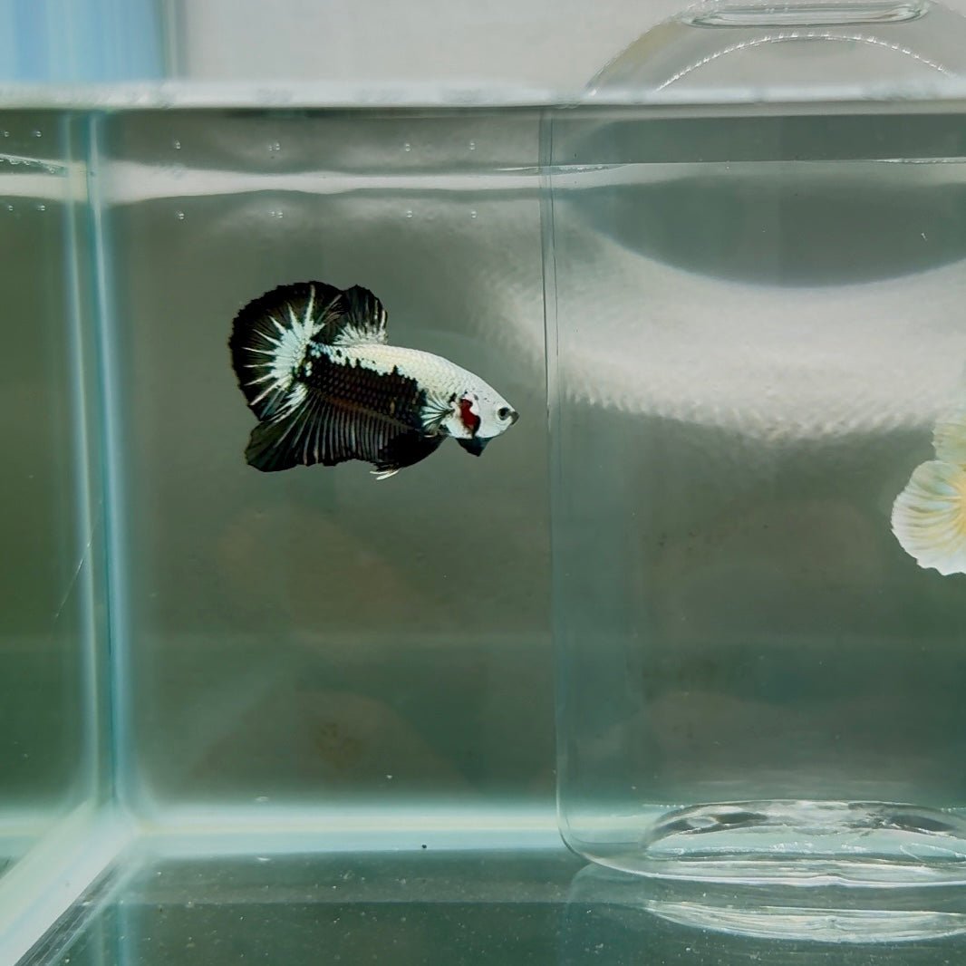 Plakat Black Samurai Male Betta N55