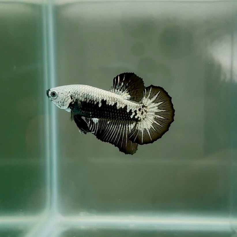 Plakat Black Samurai Male Betta N56