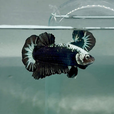 Plakat Black Samurai mask Male Betta Au66 Live Betta Fish Male betta