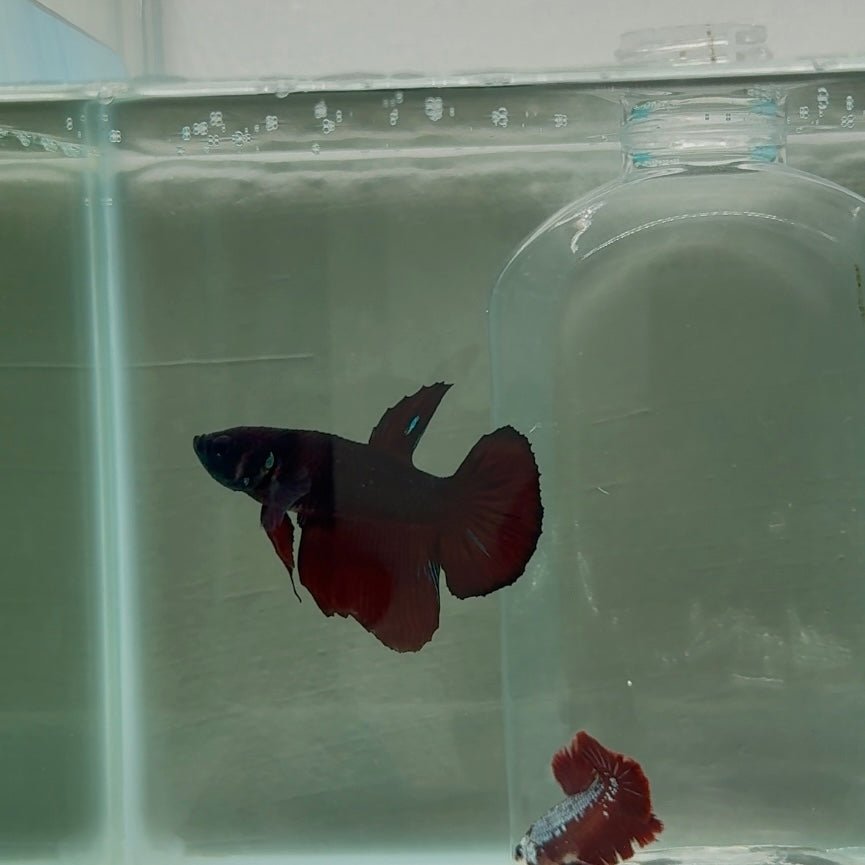 Plakat Black Vampire Avatar Male Betta N89