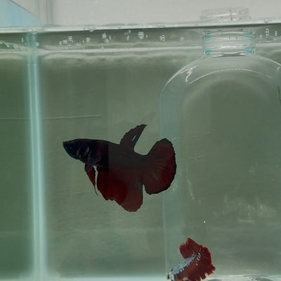 Plakat Black Vampire Avatar Male Betta N89