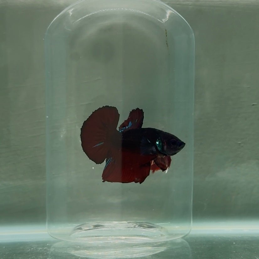 Plakat Black Vampire Avatar Male Betta N89