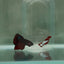 Plakat Black Vampire Avatar Male Betta N89