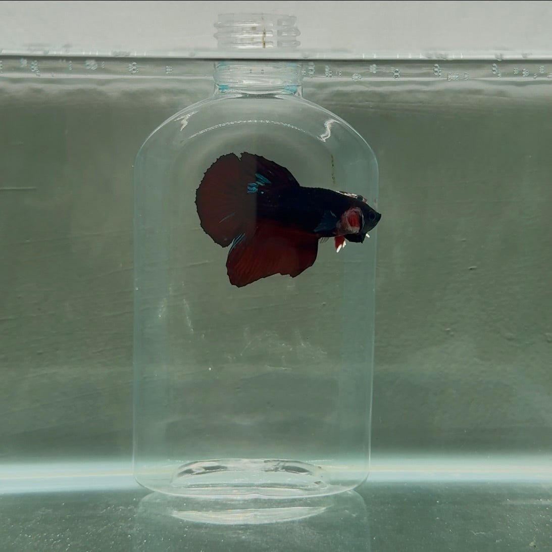 Plakat Black Vampire Avatar Male Betta N89