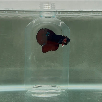 Plakat Black Vampire Avatar Male Betta N89