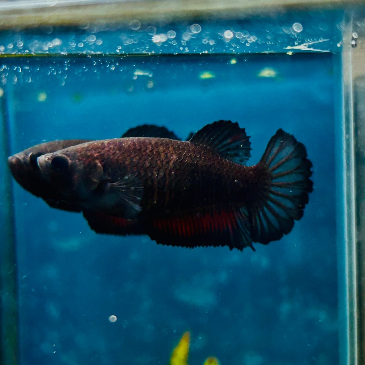 Plakat Black Vampire Female Betta #114