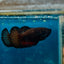 Plakat Black Vampire Female Betta 114 Female betta