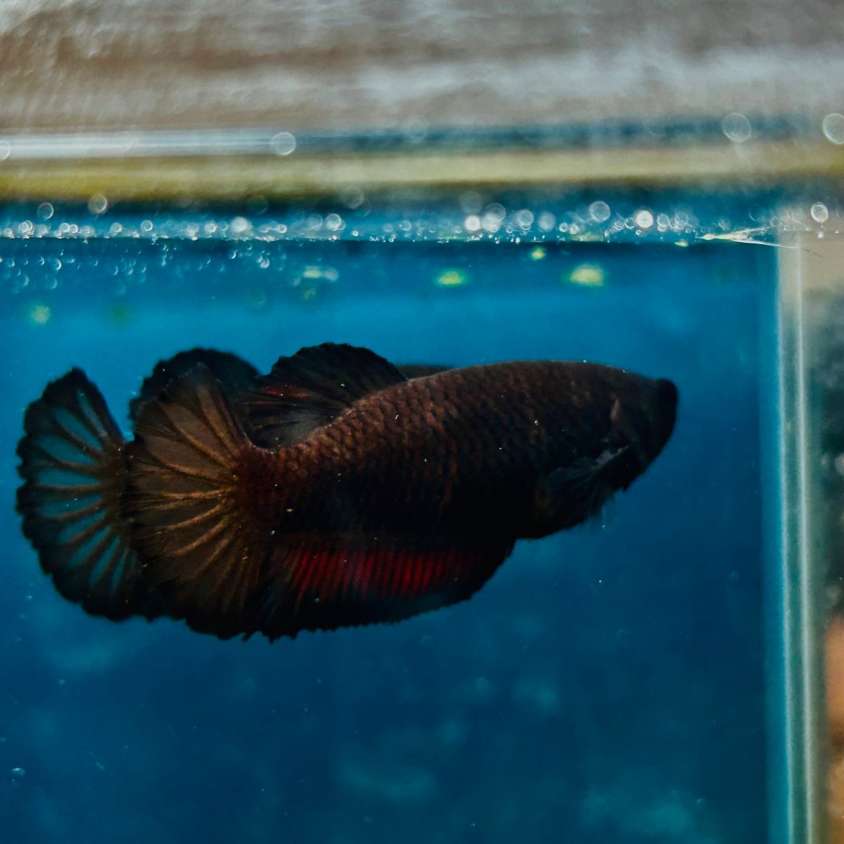 Plakat Black Vampire Female Betta #114