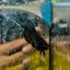 Plakat Black Vampire Female Betta 114 Female betta