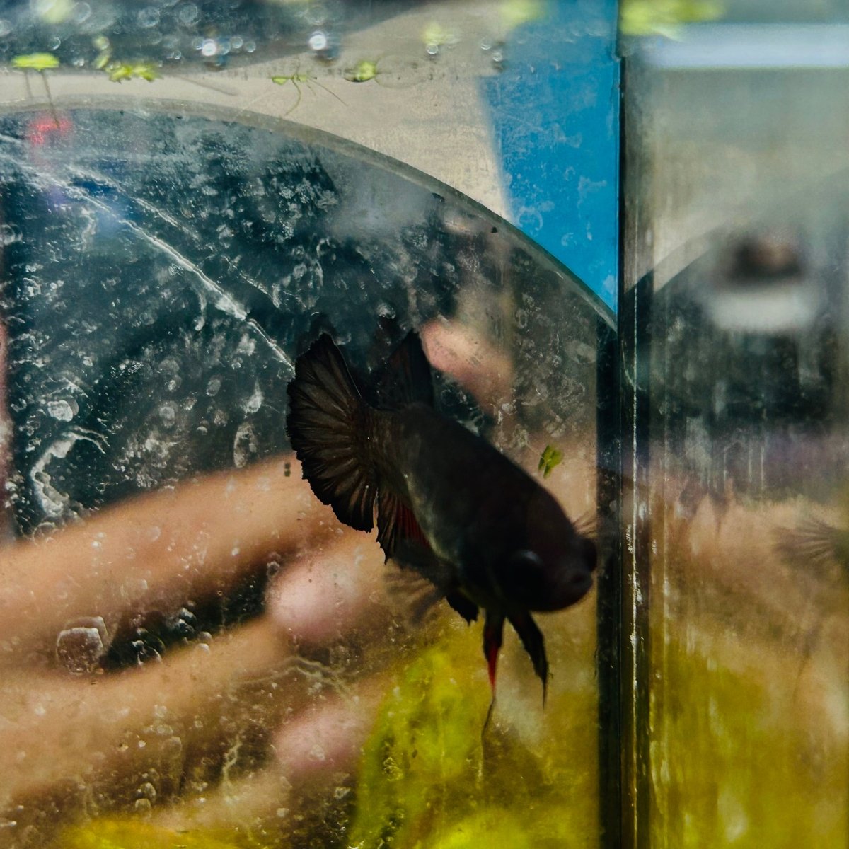 Plakat Black Vampire Female Betta #114