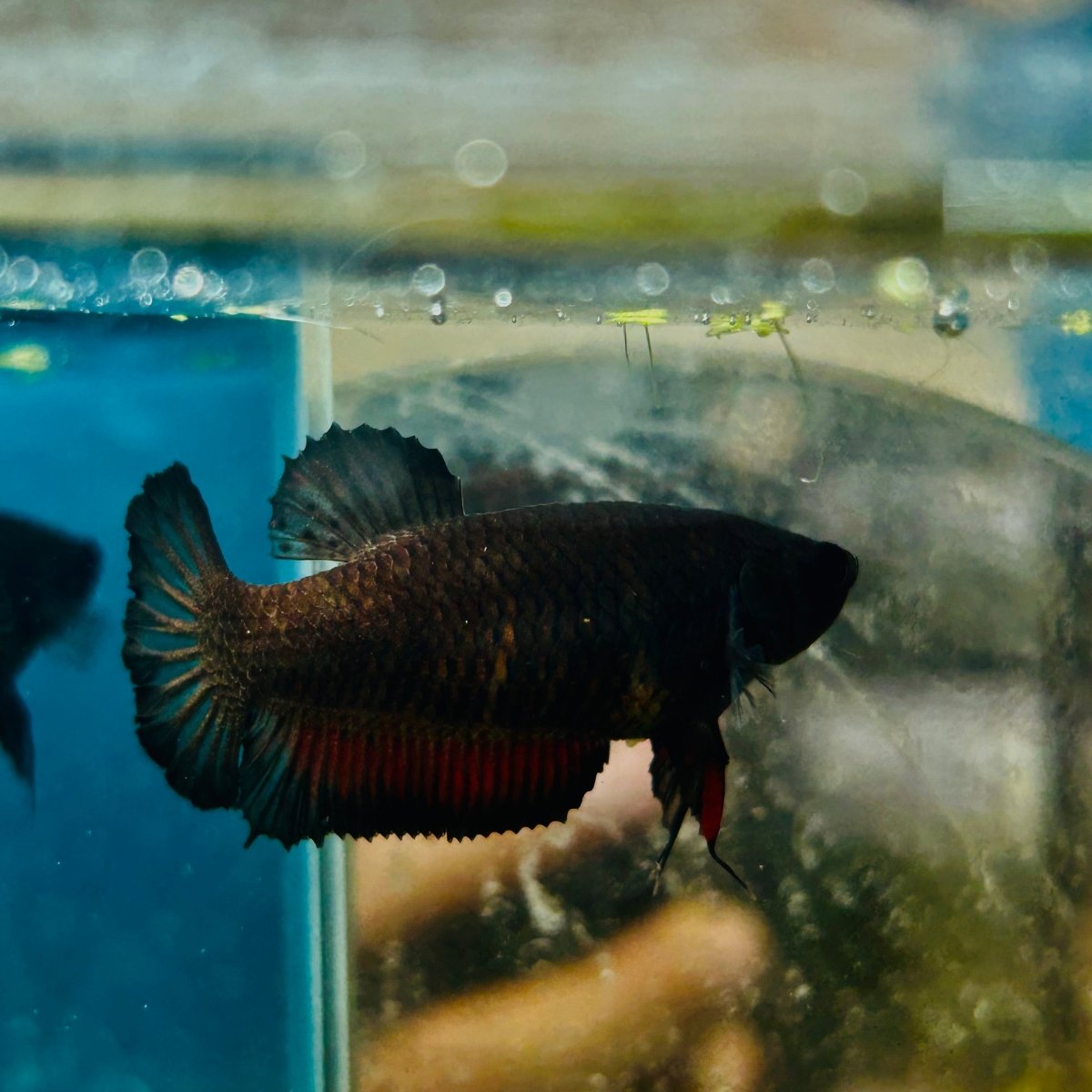 Plakat Black Vampire Female Betta #114
