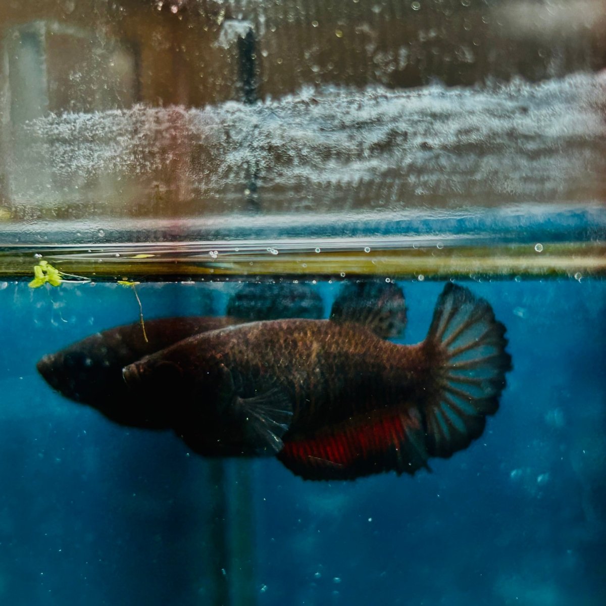 Plakat Black Vampire Female Betta #114