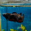 Plakat Black Vampire Female Betta 114 Female betta