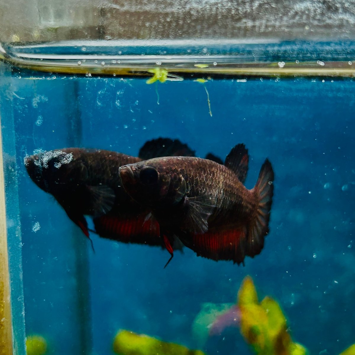 Plakat Black Vampire Female Betta #114