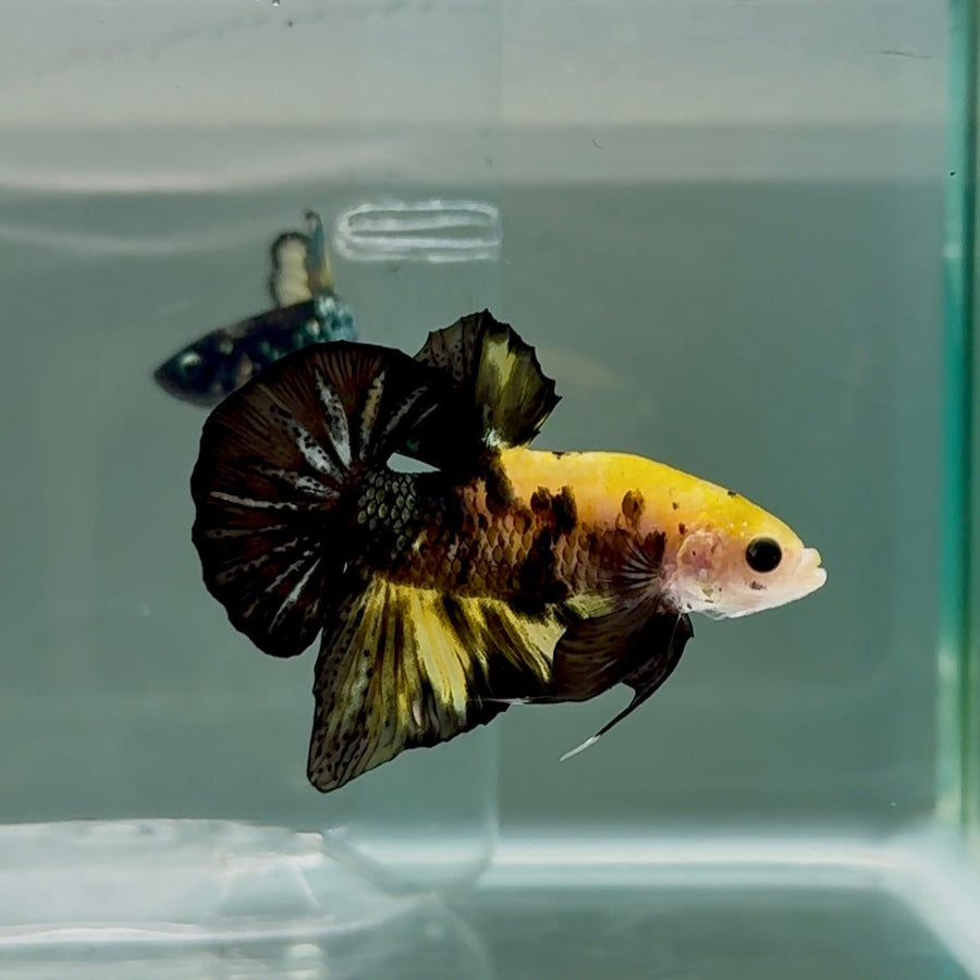 Plakat Black Yellow Copper Male Betta #Se10 Male betta