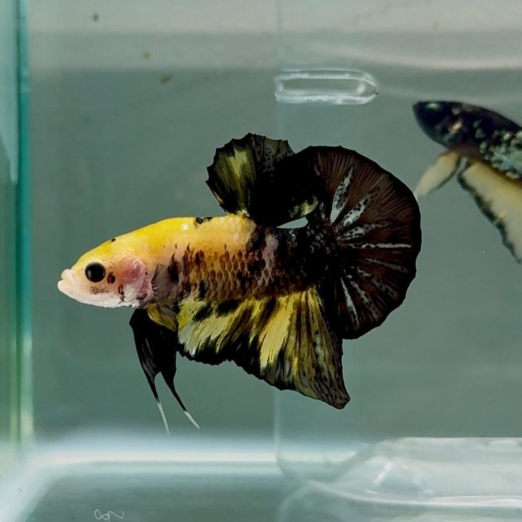 Plakat Black Yellow Copper Male Betta #Se10