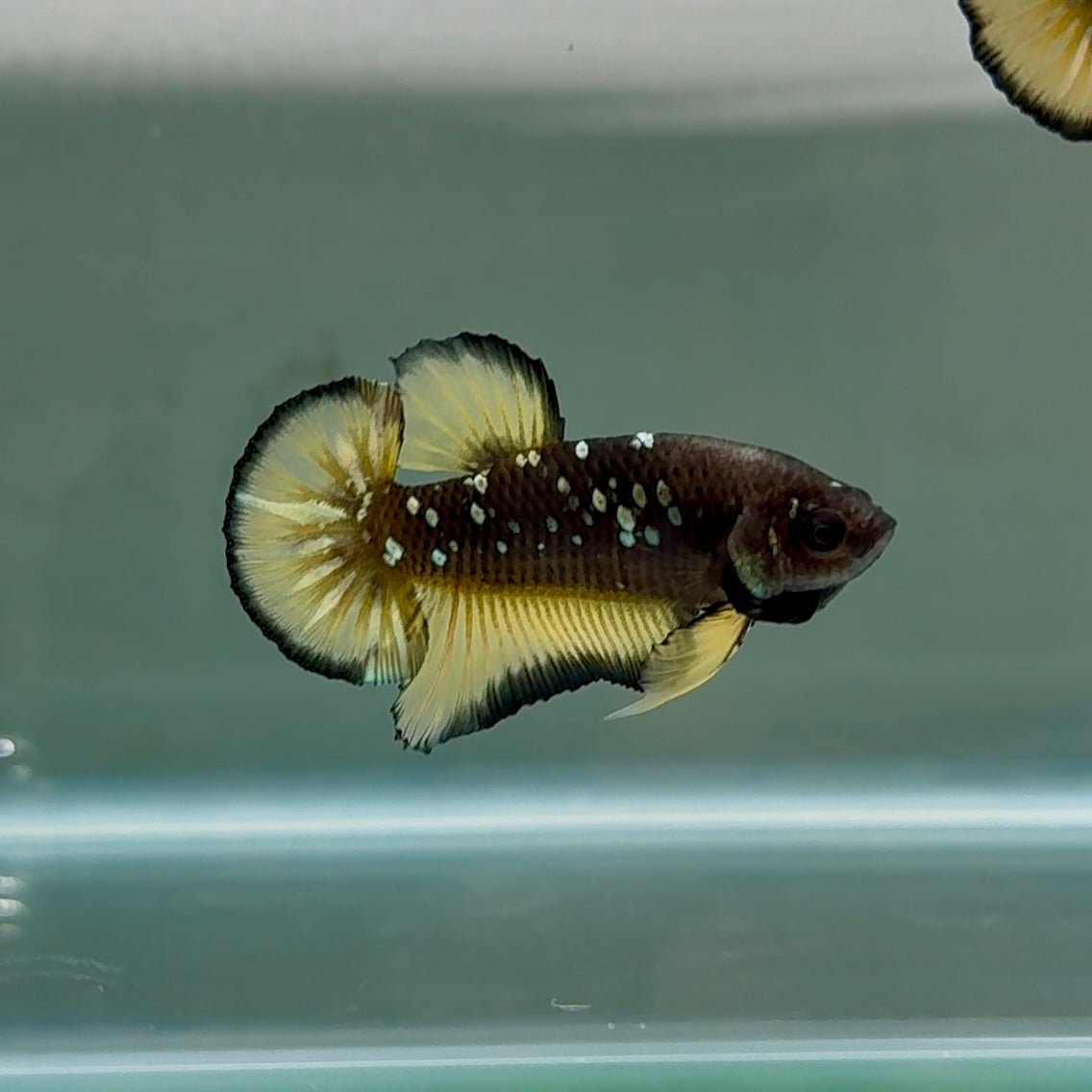 Plakat Black Yellow Galaxy Male Betta #Se22