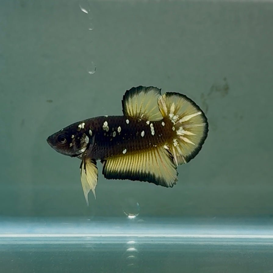 Plakat Black Yellow Galaxy Male Betta #Se22