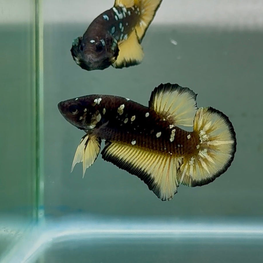 Plakat Black Yellow Galaxy Male Betta #Se22 Male betta