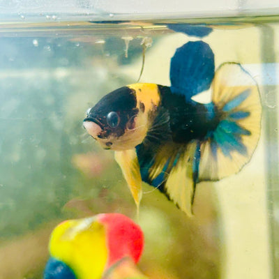 Plakat Black Yellow Koi Male Betta N132