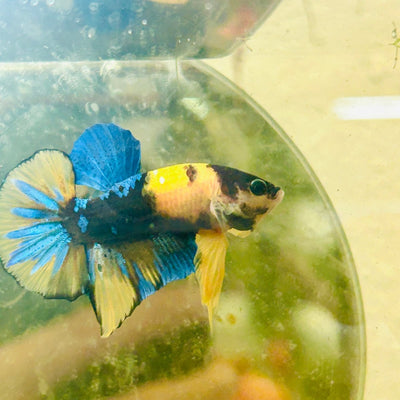 Plakat Black Yellow Koi Male Betta N132