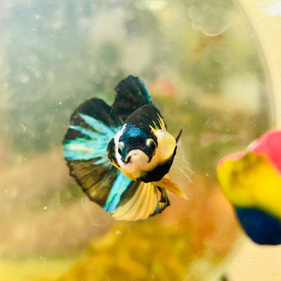 Plakat Black Yellow Koi Male Betta N136