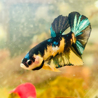 Plakat Black Yellow Koi Male Betta N136