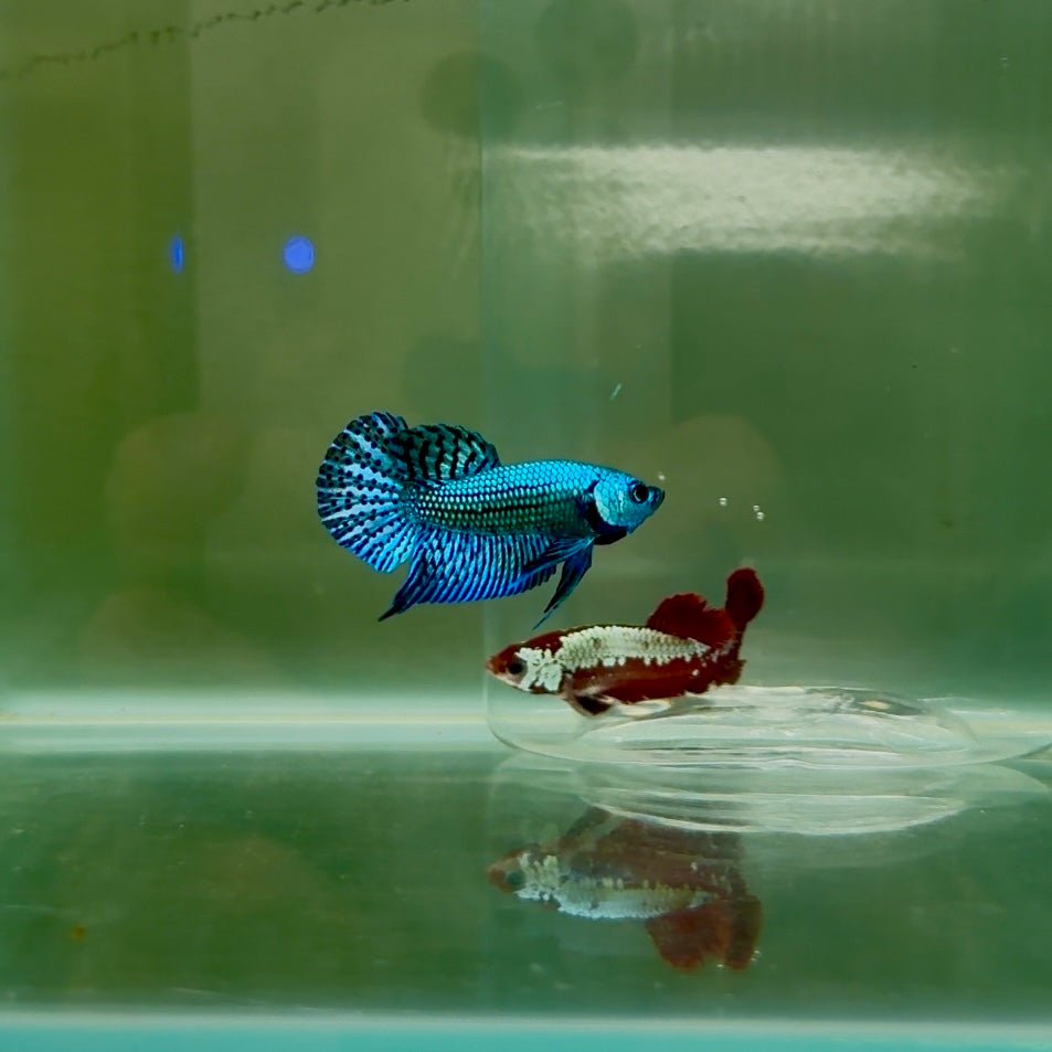 Plakat Blue Alien Male Betta N64,N65,N66