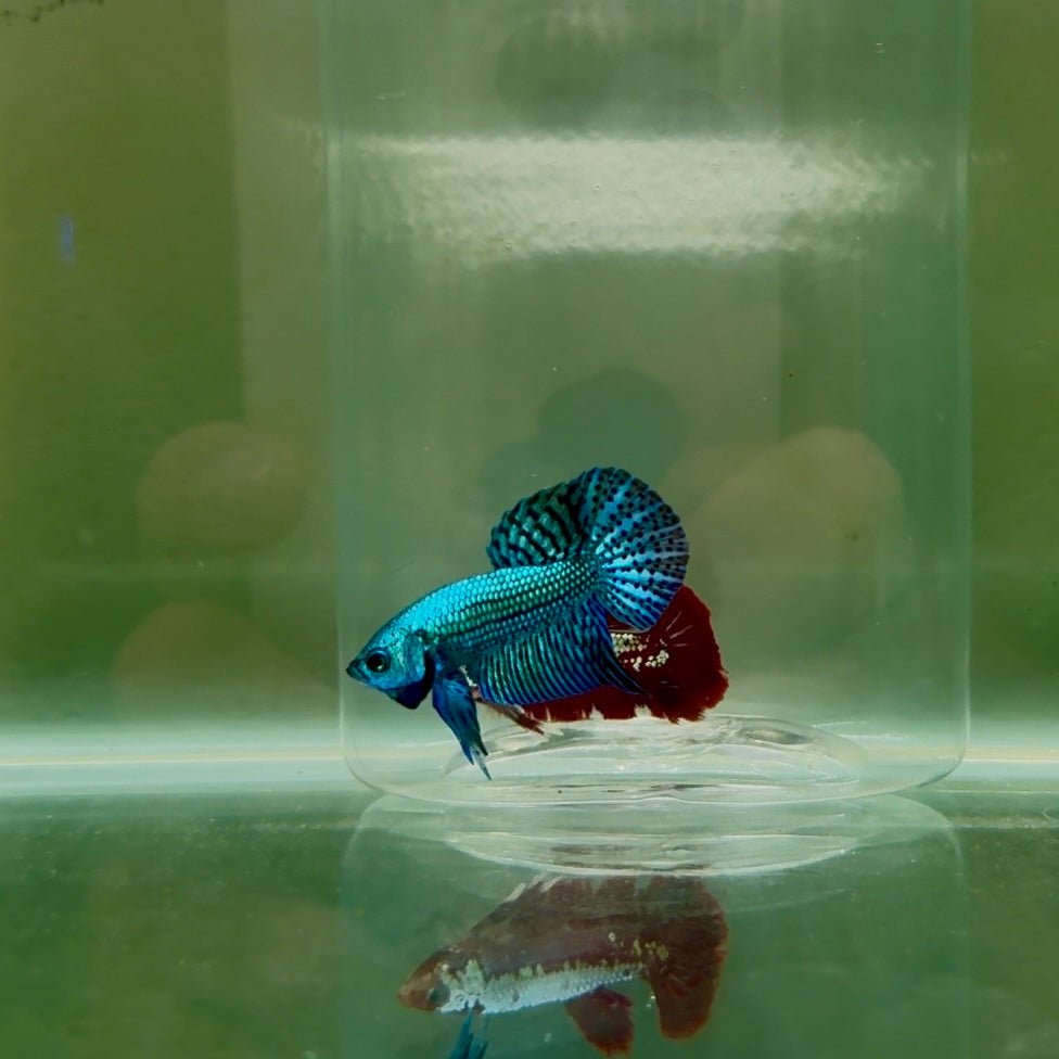 Plakat Blue Alien Male Betta N64,N65,N66