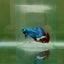 Plakat Blue Alien Male Betta N64,N65,N66
