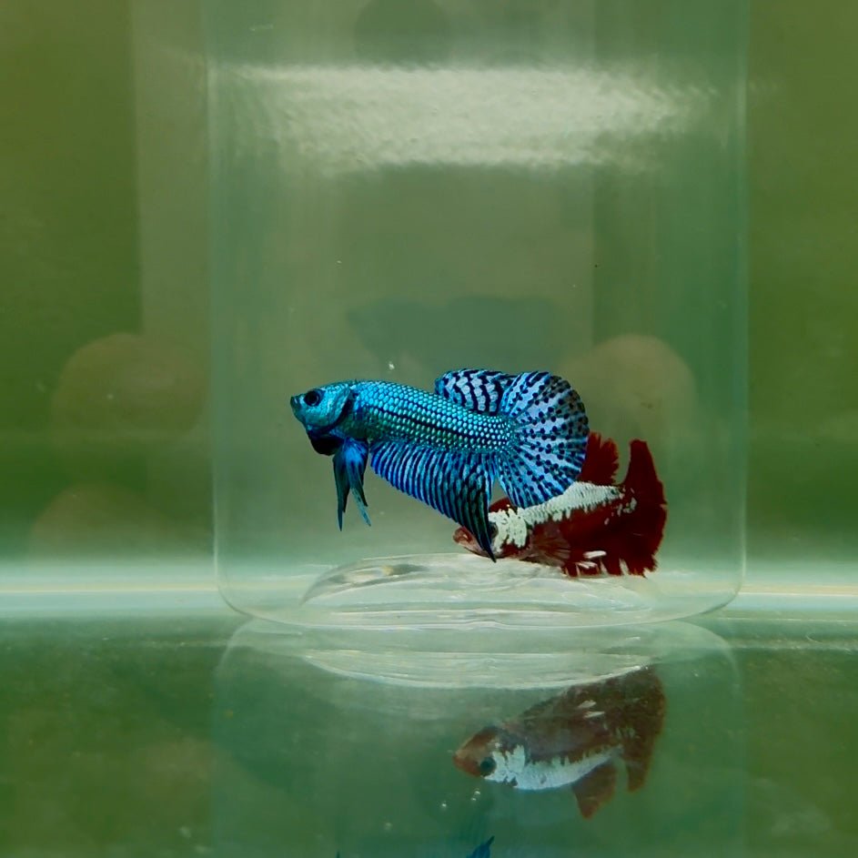 Plakat Blue Alien Male Betta N64,N65,N66