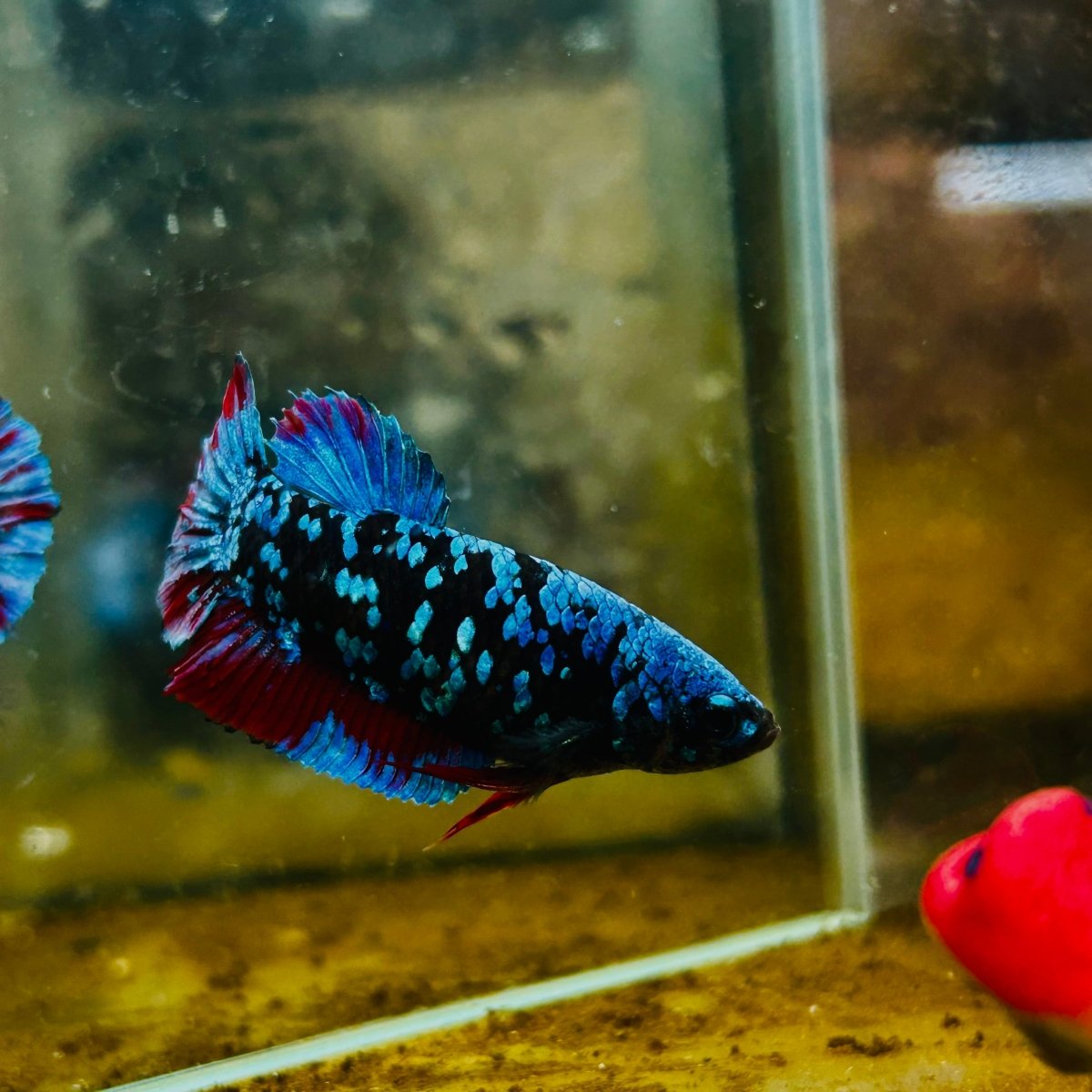 Plakat Blue Avatar Female Betta #105