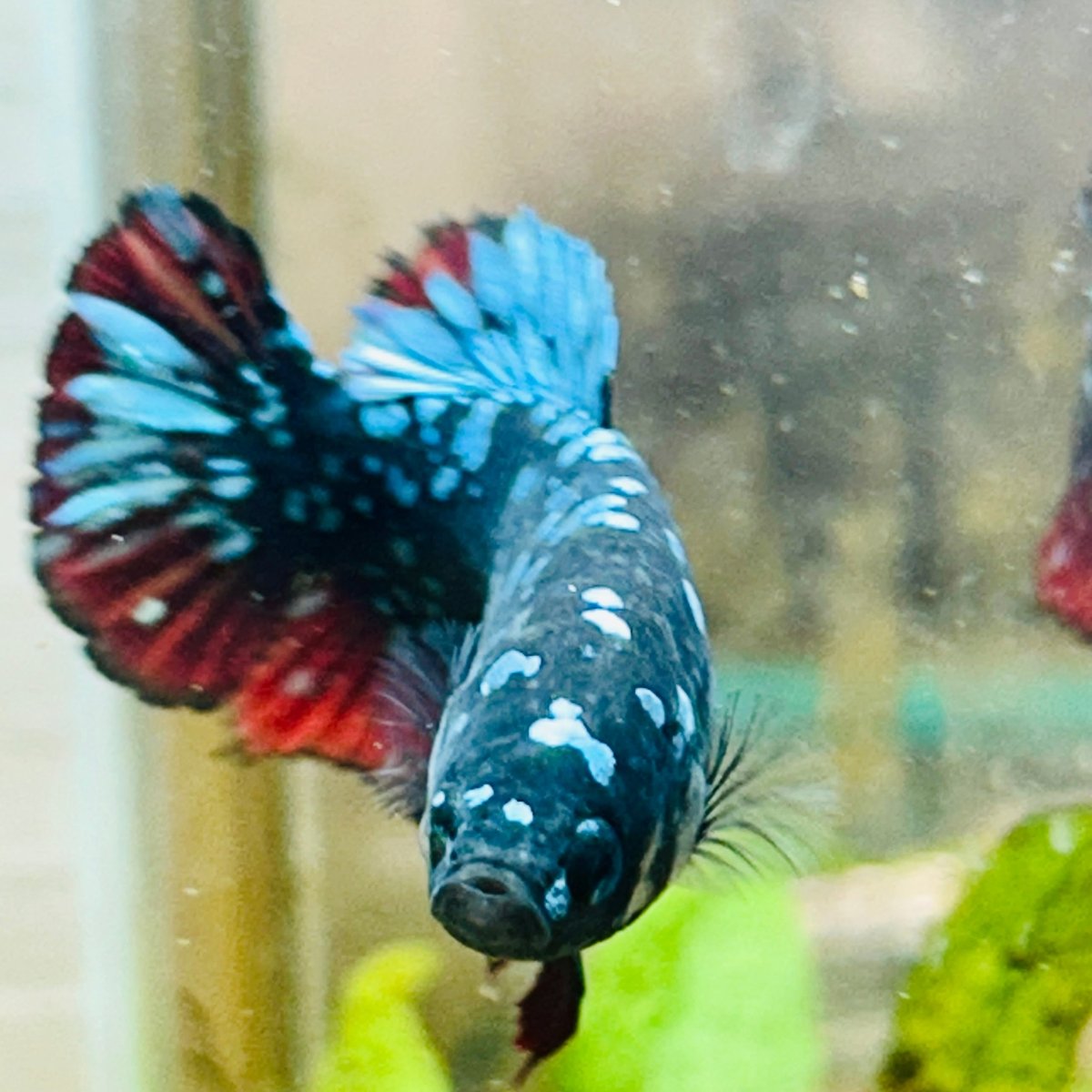 Plakat Blue Avarta Female Betta 105 Female betta