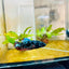 Plakat Blue Avarta Female Betta 105 Female betta