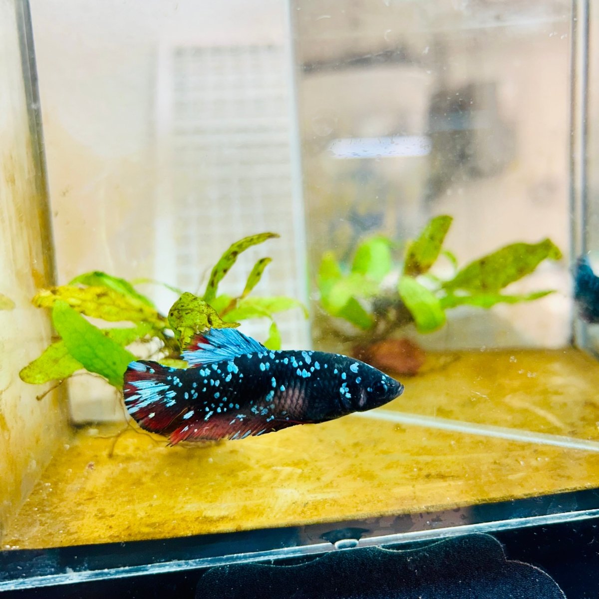 Plakat Blue Avarta Female Betta 105 Female betta