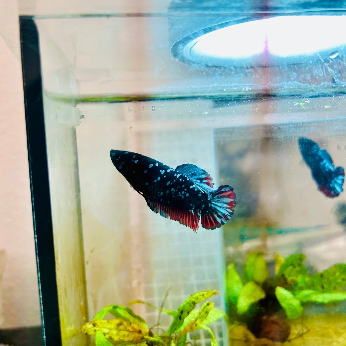 Plakat Blue Avarta Female Betta 105 Female betta