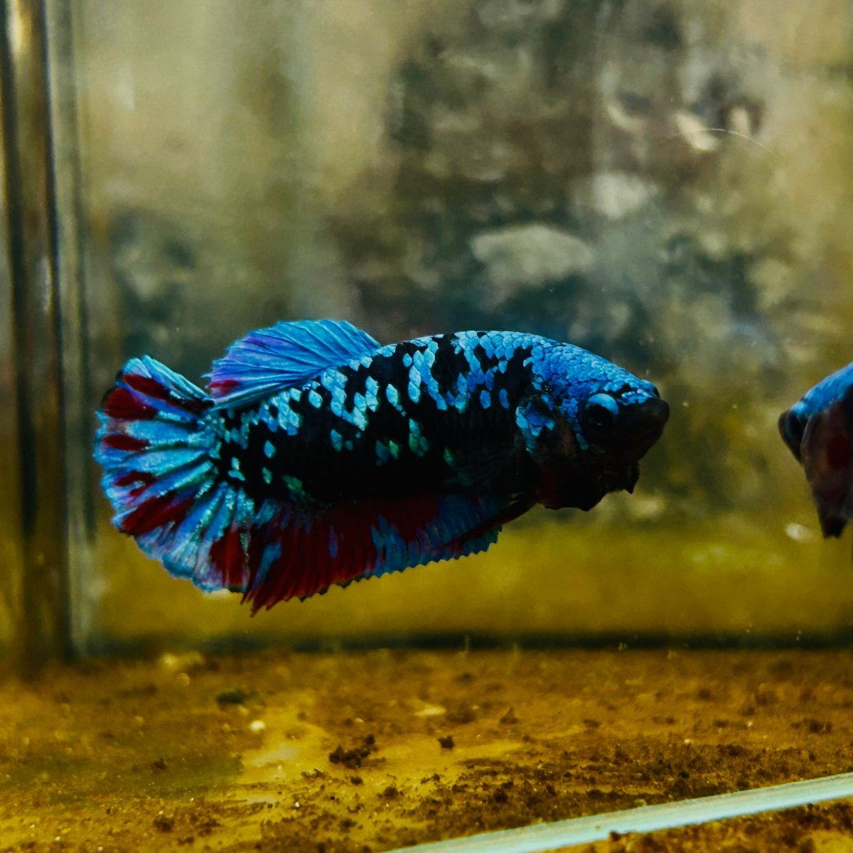 Plakat Blue Avatar Female Betta #105
