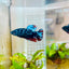 Plakat Blue Avarta Female Betta 105 Female betta