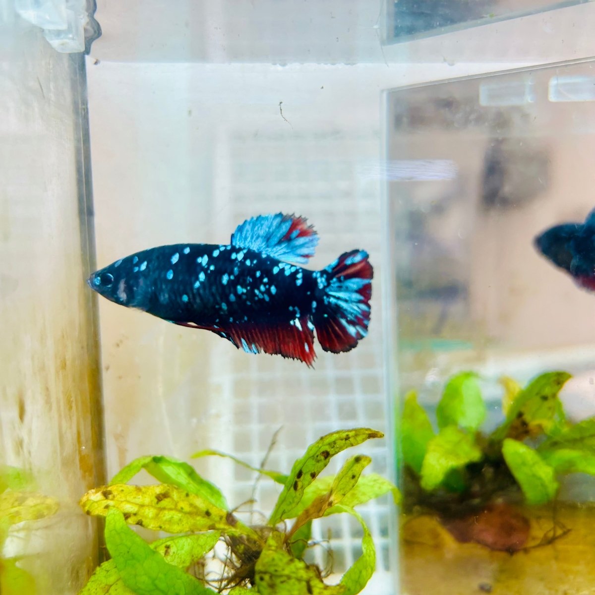 Plakat Blue Avarta Female Betta 105 Female betta