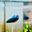 Plakat Blue Avarta Female Betta 105 Female betta