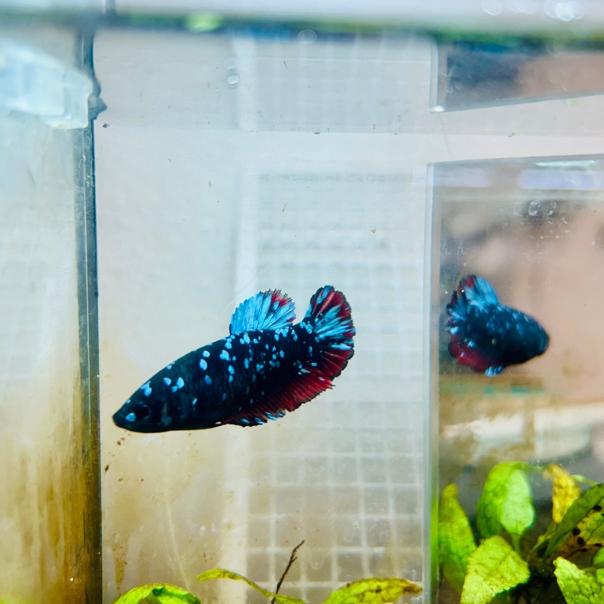 Plakat Blue Avarta Female Betta 105 Female betta