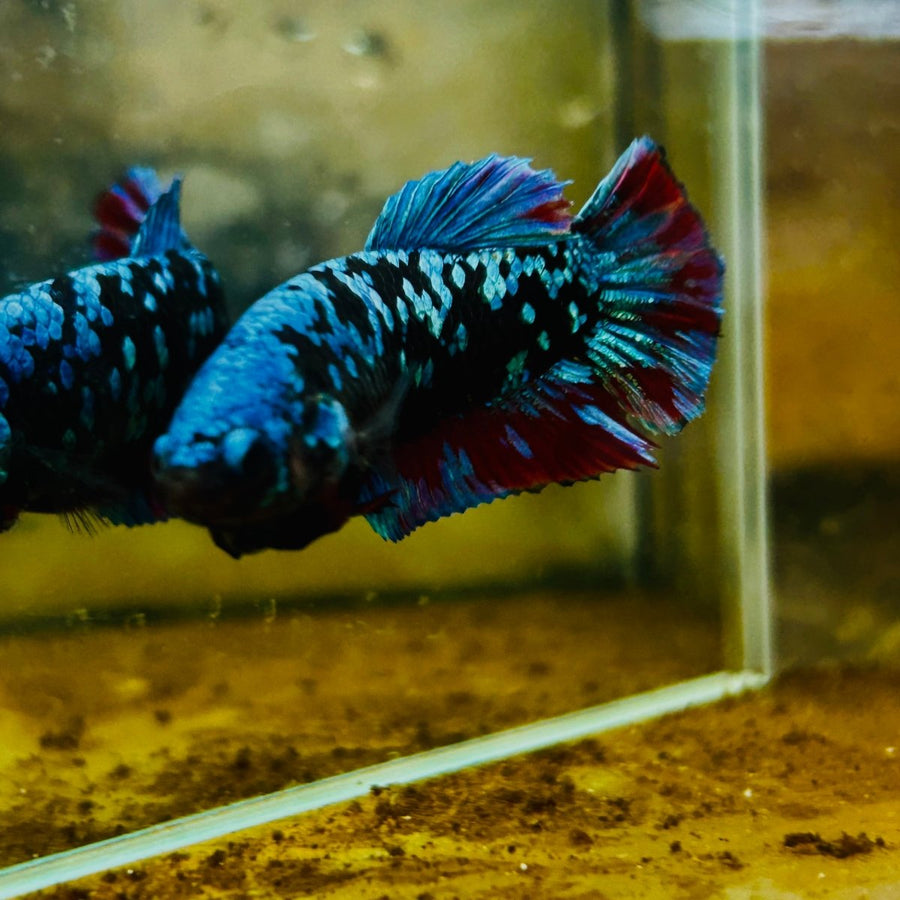 Plakat Blue Avarta Female Betta 105 Female betta