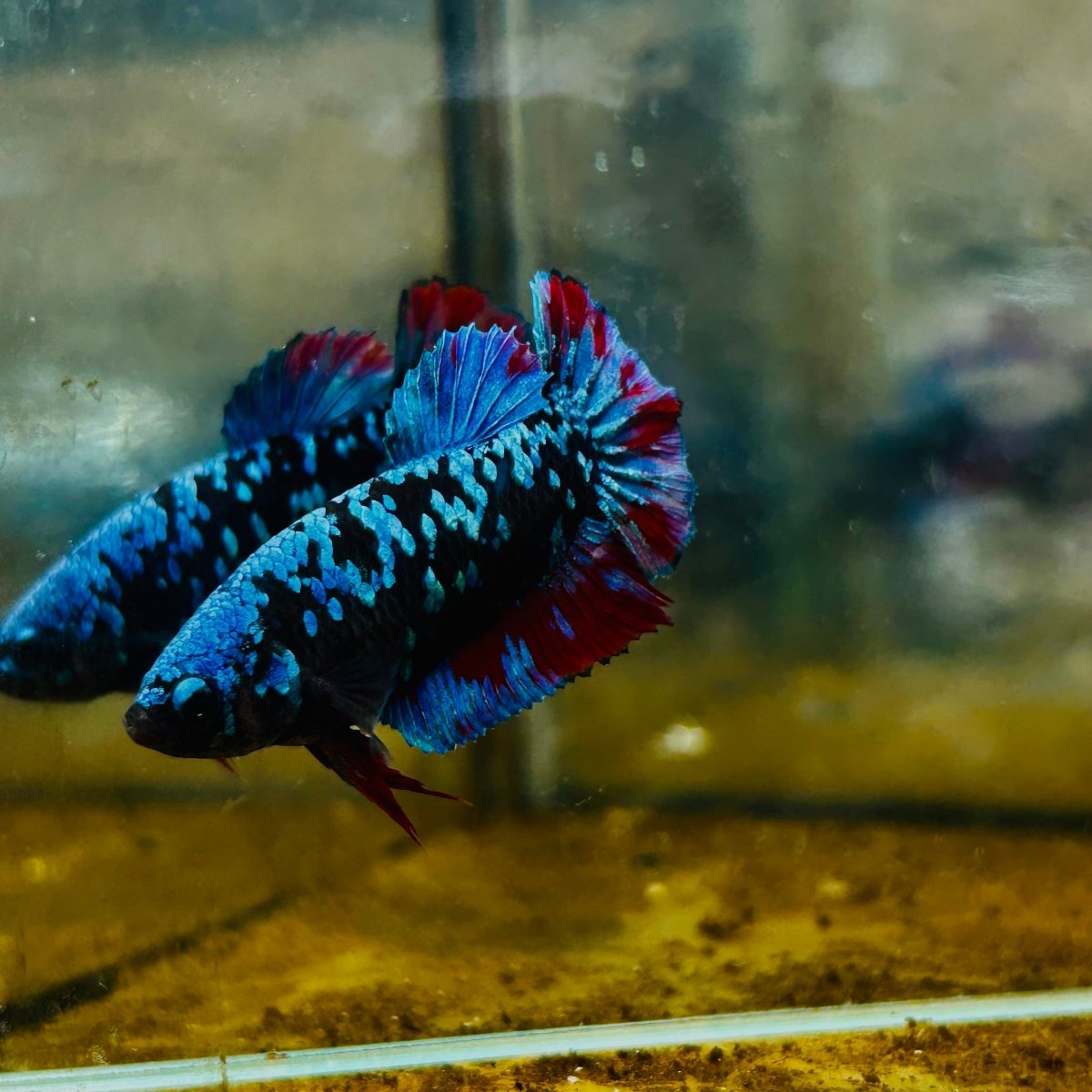 Plakat Blue Avatar Female Betta #105