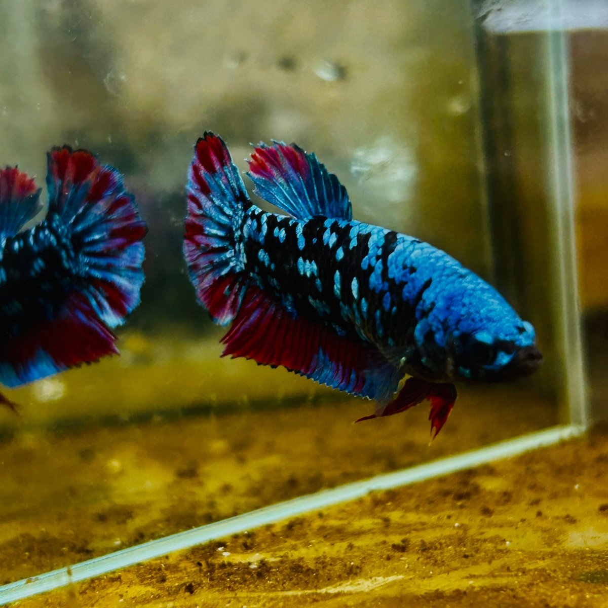 Plakat Blue Avatar Female Betta #105