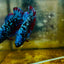 Plakat Blue Avarta Female Betta 105 Female betta