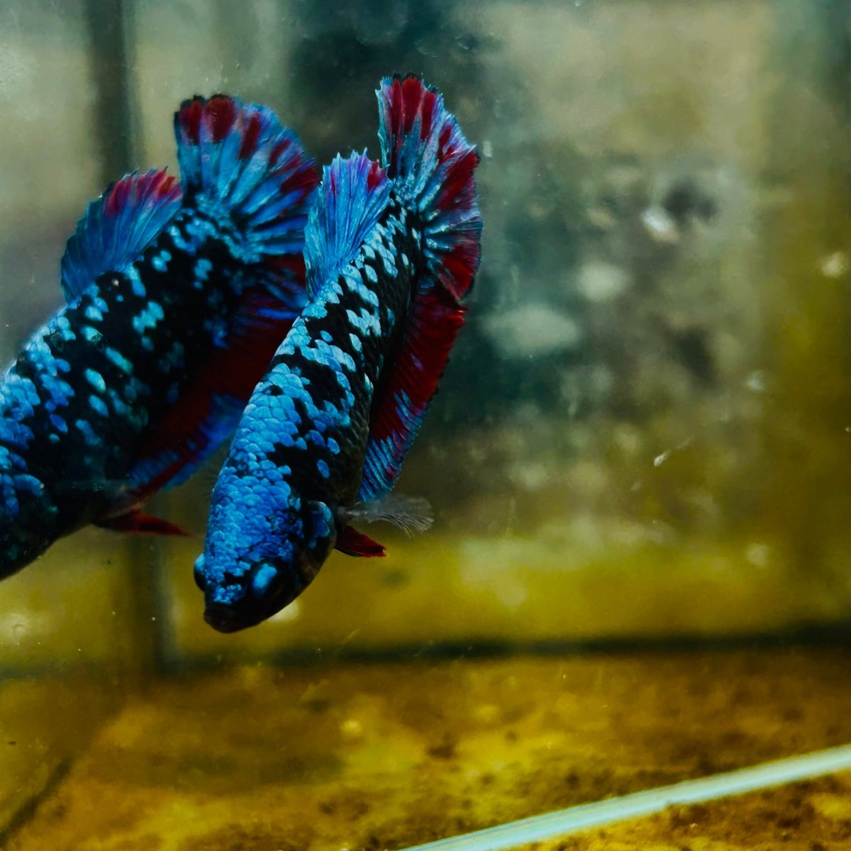 Plakat Blue Avatar Female Betta #105